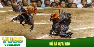 Đá gà cựa dao