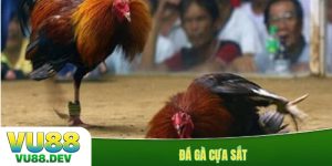 Đá gà cựa sắt