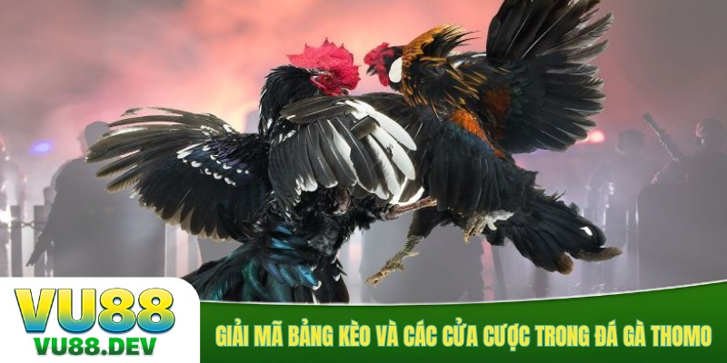 Giải mã bảng kèo và các cửa cược trong đá gà Thomo