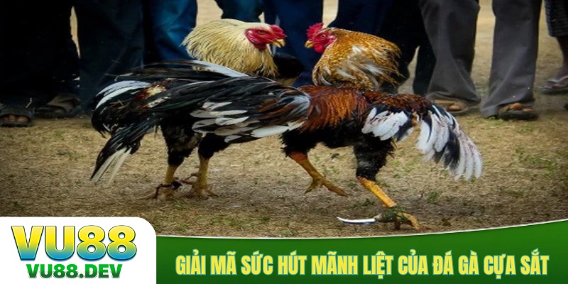 Giải mã sức hút mãnh liệt của đá gà cựa sắt