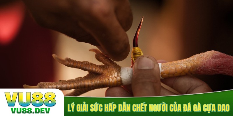 Lý giải sức hấp dẫn chết người của đá gà cựa dao