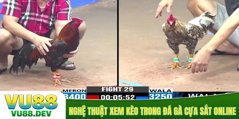 Nghệ thuật xem kèo trong đá gà cựa sắt online