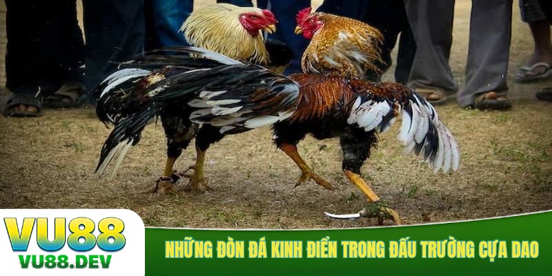 Những đòn đá kinh điển trong đấu trường cựa dao