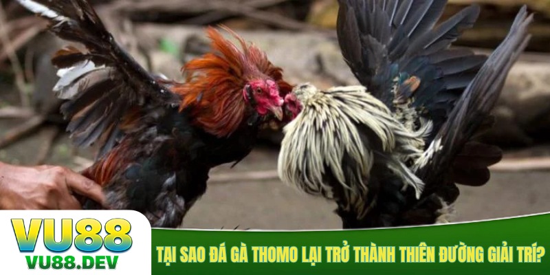 Tại sao đá gà Thomo lại trở thành thiên đường giải trí?