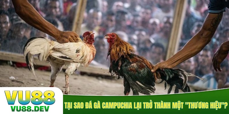 Tại sao đá gà Campuchia lại trở thành một "thương hiệu"?